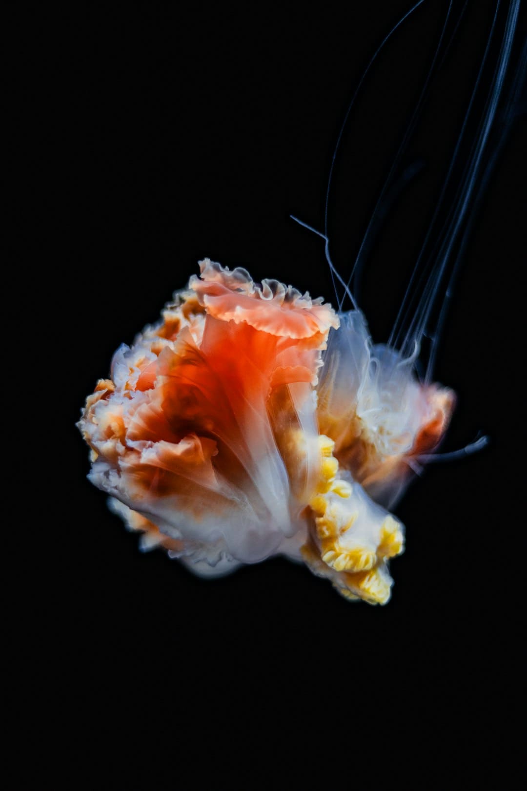 “鲜花经济”美丽开放